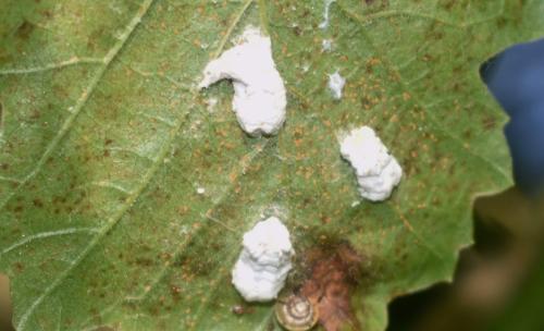 Pulvinaria sp.